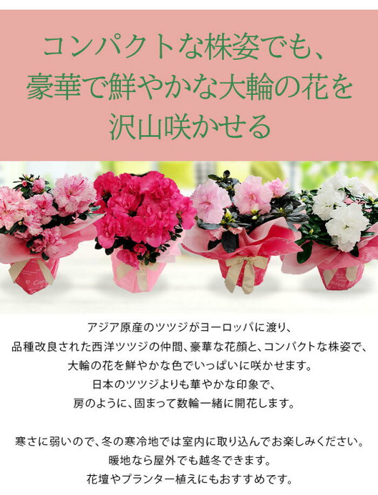楽天市場 敬老の日 プレゼント 花 ギフト アザレア 5種から選べる 1鉢 5号 先行予約 敬老の日期間 9月14日 19日お届け 地域限定 送料無料 Azaelea 敬老 祝い 祖母 おばあちゃん 祖父 おじいちゃん 鉢花 鉢植え 八重咲き 赤花 桃花 贈答品 フラワーギフト 低木 22kr