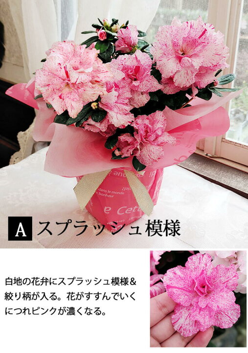 楽天市場 あす楽 鉢花 プレゼント 花 ギフト アザレア 5種から選べる 1鉢 5号 最短発送 地域限定 送料無料 Azaelea 敬老 祝い 祖母 おばあちゃん 祖父 おじいちゃん 鉢花 鉢植え 八重咲き 赤花 桃花 贈答品 フラワーギフト 低木 22kr ハッピーガーデン 楽天市場 あす楽 鉢花 プレゼント 花 ギフト アザレア 5種から選べる 1鉢 5号 最短発送 地域限定 送料無料 Azaelea 敬老 祝い 祖母 おばあちゃん 祖父 おじいちゃん 鉢花 鉢植え 八重咲き 赤花 桃花 贈答品 フラワーギフト 低木 22kr ハッピーガーデン