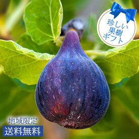 楽天市場 イチジク ビオレソリエスの通販