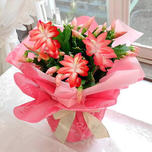 �M�t�g �� ���� �Q�ł��͂� �f���}�[�N�J�N�^�X �I�ׂ�i�� 1�� 5�� �c�{�~�ł��͂��y���[ �n����著�������zSchlumbergera �V���R�o�T�{�e�� �T�{�e�� �J�j�o�T�{�e�� �N���X�}�X�J�N�^�X ��