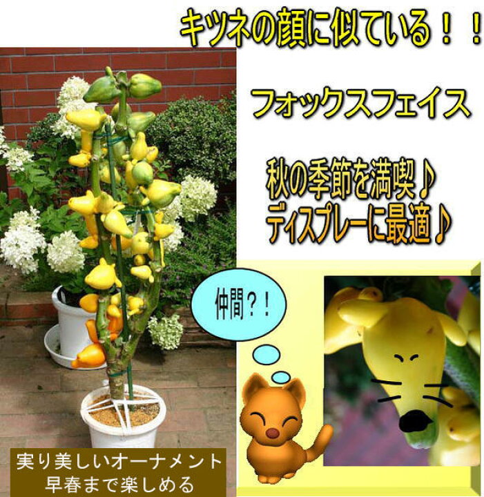 楽天市場 あす楽 観葉植物 観賞用プレゼント ギフト 大きな実付き フォックス フェイス 7号鉢 最短発送 地域限定 送料無料 Solanum Mammosum カナリヤナス 大きな実 鉢植え 贈り物 贈答品 観賞用 祖母 祖父 おばあちゃん おじいちゃん 22kr ハッピーガーデン