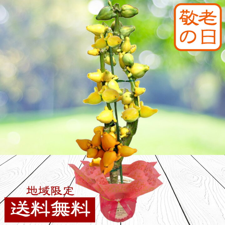 楽天市場 秋の贈り物 ギフト 花 プレゼント 大きな実付き フォックス フェイス 7号鉢 即納 地域限定 送料無料 Solanum Mammosum カナリヤナス 大きな実 プレゼント 鉢植え 21kr ハッピーガーデン