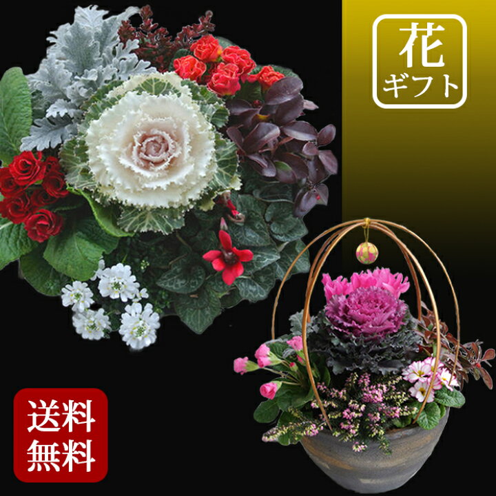 楽天市場 鉢花 プレゼント 花 ギフト 新春 花でまり 和風 寄せ植え 8号鉢 先行予約 12月下旬 発送開始 地域限定 送料無料 鉢植え 冬のギフト フラワーギフト 贈り物 贈答品 敬老 祖母 祖父 おばあちゃん おじいちゃん 鉢花 花鉢 季節の贈り物 22kr ハッピーガーデン