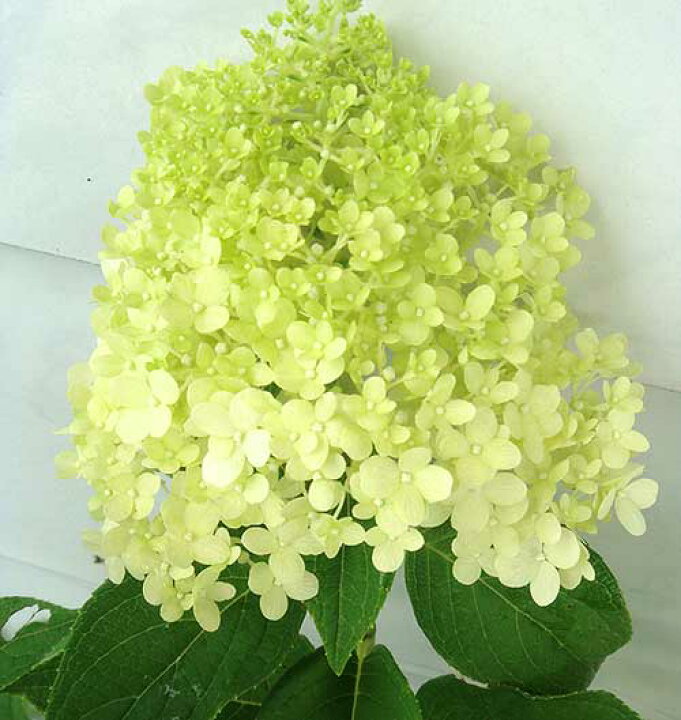 楽天市場 紫陽花 ライムライト 1鉢 7号鉢 ピラミッド アジサイ Hydrangea Paniculata Limelight 北海道 沖縄 九州へのお届けは別途送料 ハッピーガーデン
