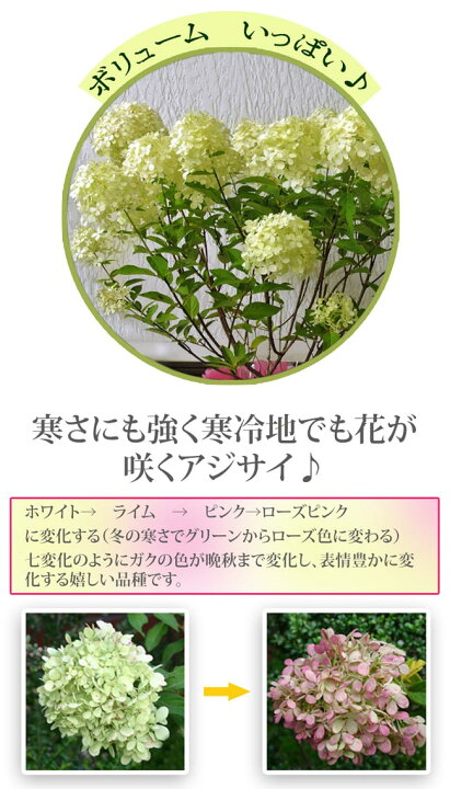 楽天市場 紫陽花 ライムライト 1鉢 7号鉢 ピラミッド アジサイ Hydrangea Paniculata Limelight 鉢植え 誕生日 プレゼント あじさい 送料無料 一部地域を除く ハッピーガーデン