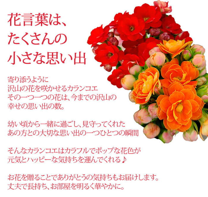 楽天市場 鉢花ギフト 花 プレゼントカランコエ おまかせ2色2鉢セット 4号 即納 地域限定 送料無料 Kalanchoe 誕生日 お花 鉢花 祖母 母 おばあちゃん 祖父 おじいちゃん お祝い メッセージカード 21kr ハッピーガーデン 楽天市場 鉢花ギフト 花 プレゼントカランコエ おまかせ2色2鉢セット 4号 即納 地域限定 送料無料 Kalanchoe 誕生日 お花 鉢花 祖母 母 おばあちゃん 祖父 おじいちゃん お祝い メッセージカード 21kr ハッピーガーデン