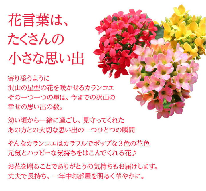 楽天市場 秋の贈り物 花鉢 花 ギフト プレゼント カランコエ 3色寄せ鉢ミックスカラー 1鉢 5号 鉢植え 即納 地域限定 送料無料 Kalanchoe 誕生日 お花 鉢花 祖母 母 おばあちゃん 祖父 おじいちゃん お祝い メッセージカード 21kr ハッピーガーデン 楽天市場 秋の贈り物 花鉢 花 ギフト プレゼント カランコエ 3色寄せ鉢ミックスカラー 1鉢 5号 鉢植え 即納 地域限定 送料無料 Kalanchoe 誕生日 お花 鉢花 祖母 母 おばあちゃん 祖父 おじいちゃん お祝い メッセージカード 21kr ハッピーガーデン