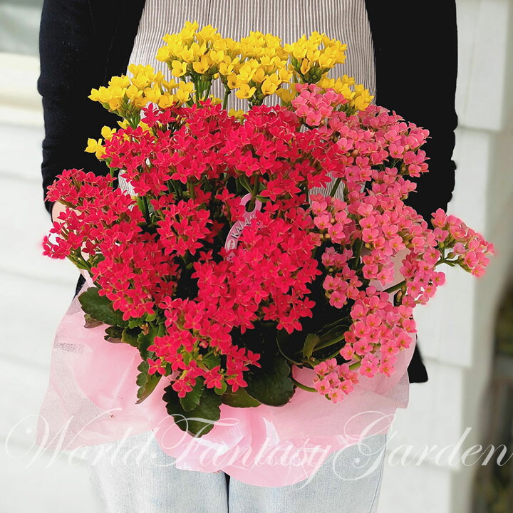 楽天市場 秋の贈り物 花鉢 花 ギフト プレゼント カランコエ 3色寄せ鉢ミックスカラー 1鉢 5号 鉢植え 即納 地域限定 送料無料 Kalanchoe 誕生日 お花 鉢花 祖母 母 おばあちゃん 祖父 おじいちゃん お祝い メッセージカード 21kr ハッピーガーデン