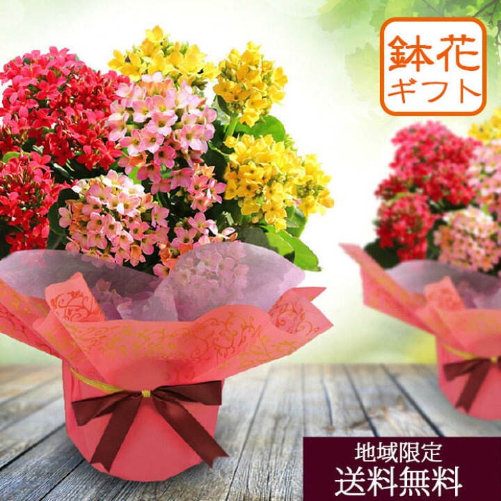 楽天市場 秋の贈り物 花鉢 花 ギフト プレゼント カランコエ 3色寄せ鉢ミックスカラー 1鉢 5号 鉢植え 即納 地域限定 送料無料 Kalanchoe 誕生日 お花 鉢花 祖母 母 おばあちゃん 祖父 おじいちゃん お祝い メッセージカード 21kr ハッピーガーデン