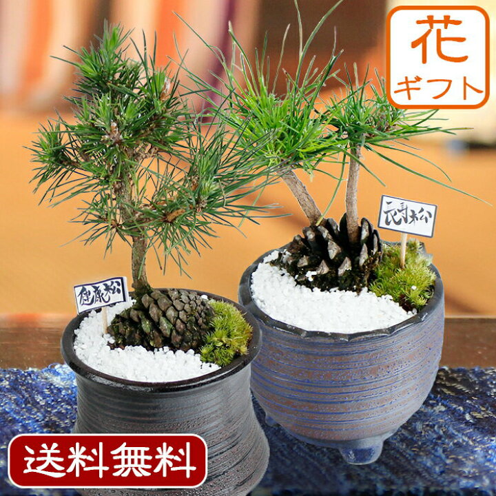 楽天市場】父の日 プレゼント 花 ギフト 松 ミニ 盆栽 おやじ松 松の木 
