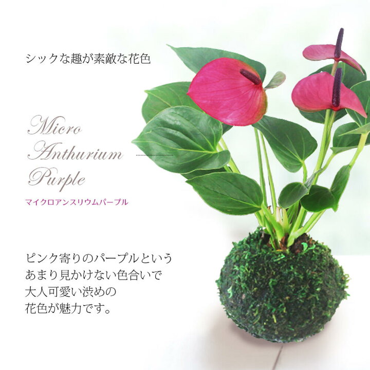 楽天市場 母の日 早割 ギフト 花 珍しい マイクロ アンスリウム 苔玉 受け皿付き 3色から選べる1株 先行予約 母の日期間5月3日 8日お届け 地域限定送料無料 誕生日 プレゼント 女性 フラワーギフト おしゃれ コケダマ コケ玉 こけだま アンスリューム アンスリュウム