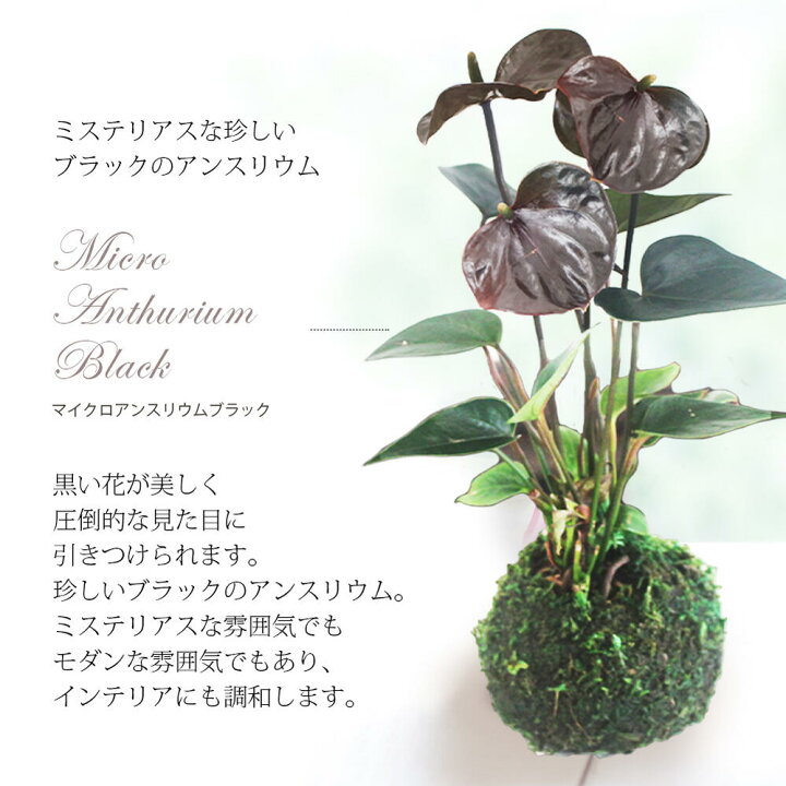 楽天市場 敬老の日 プレゼント 花 ギフト 珍しい マイクロ アンスリウム 苔玉 受け皿付き 3色から選べる1株 先行予約 敬老の日期間 9月14日 19日お届け 地域限定送料無料 女性 フラワーギフト おしゃれ コケダマ コケ玉 こけだま アンスリューム アンスリュウム