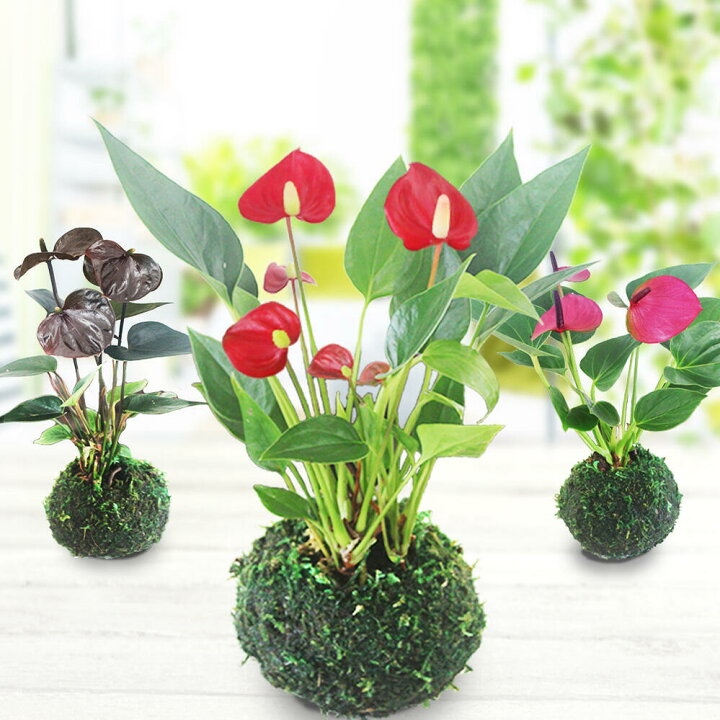楽天市場 母の日 花ギフト 苔玉 珍しい 花 マイクロ アンスリウム 受け皿付き 3色から選べる1株 お届け中 誕生日 プレゼント 女性 お母さん 義母 祖母 お花 フラワーギフト おしゃれ ギフト コケダマ コケ玉 こけだま アンスリューム アンスリュウム 南国の花 21kr