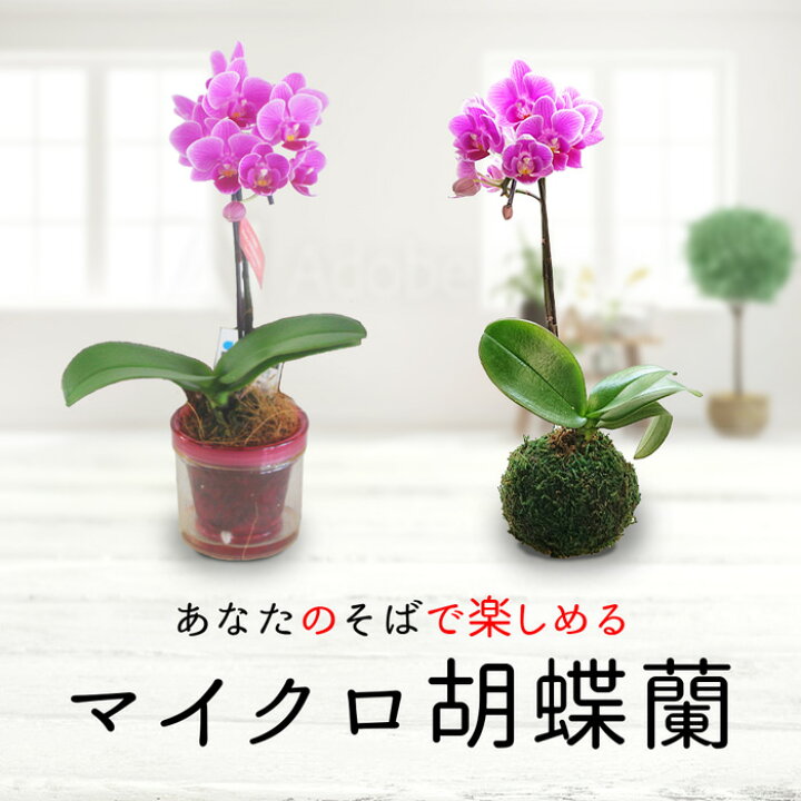 楽天市場 敬老の日 ギフト 花 プレゼント マイクロ胡蝶蘭 1株 選べるコケダマ又はアクアポット 敬老の日期間お届け9月16日 日 地域限定 送料無料 誕生日プレゼント 母 女性 祖母 ギフト おしゃれ 珍しい 洋蘭 蘭 おばあちゃん 還暦 古希 喜寿 米寿 傘寿 卒寿 祝い