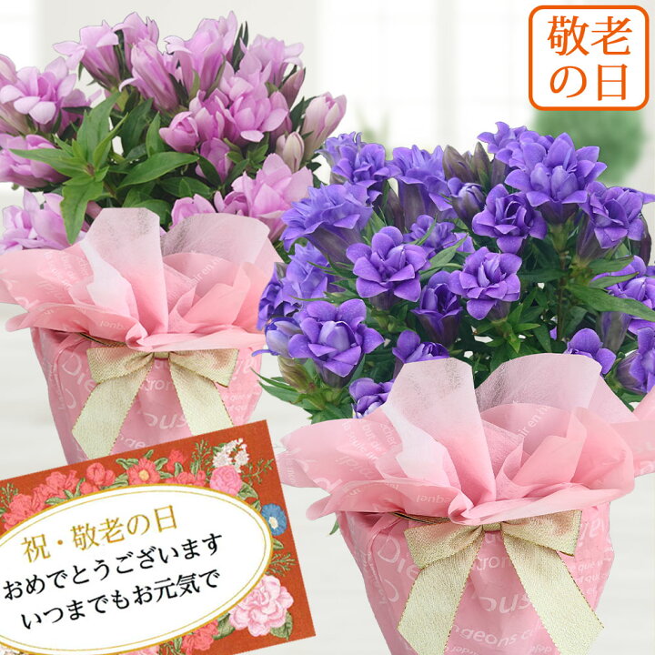 楽天市場 遅れてごめんね 敬老の日 プレゼント 花 珍しい花 バラ咲き 孔雀りんどう シリーズ 選べる２色 1鉢4号 鉢植え 最短発送 地域限定 送料無料 リンドウ Gentiana ギフト 祖母 おばあちゃん 誕生日 花鉢 長寿祝い 八重咲き 薔薇咲き 22kr ハッピーガーデン