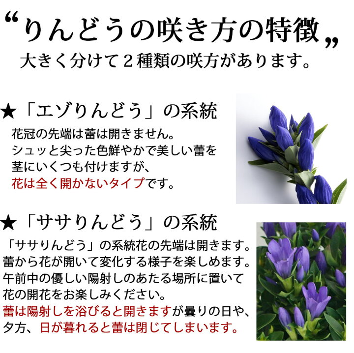 楽天市場 遅れてごめんね 敬老の日 ギフト鉢花 新登場 珍しい花色 りんどう ルビー 1鉢 5号 鉢植え 即納 地域限定 送料無料 Gentiana 花 フラワーギフト 誕生日 プレゼント 祖母 おばあちゃん リンドウ 竜胆 21kr 花 花鉢 ハッピーガーデン