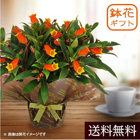 楽天市場 鉢植え 花 簡単 室内の通販