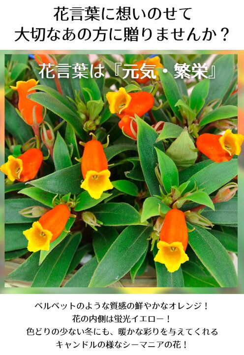 楽天市場 遅れてごめんね 敬老の日 プレゼント 花 ギフト シーマニア 4号 鉢植え 最短発送 地域限定 送料無料 gloxiniasylvatica 祖母 おばあちゃん お花 贈り物 鉢植え 花鉢 フラワーギフト 観葉植物 還暦 長寿祝い 米寿 誕生日 傘寿 古希 喜寿 22kr ハッピー 楽天市場 遅れてごめんね 敬老の日 プレゼント 花 ギフト シーマニア 4号 鉢植え 最短発送 地域限定 送料無料 gloxiniasylvatica 祖母 おばあちゃん お花 贈り物 鉢植え 花鉢 フラワーギフト 観葉植物 還暦 長寿祝い 米寿 誕生日 傘寿 古希 喜寿 22kr ハッピー