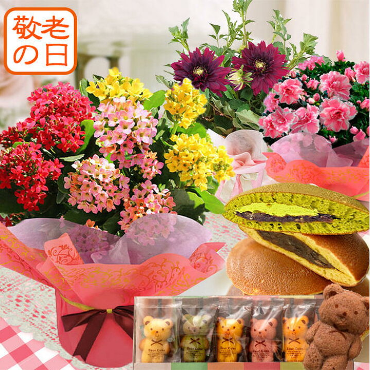 楽天市場 遅れてごめんね 敬老の日 ギフト 花 プレゼント お菓子 選べる3種類の鉢花 スイーツセット お届け中 地域限定 送料無料 花とスイーツ りんどう 鉢植え 花鉢 リンドウ 敬老の日プレゼント お花 祖父 祖母 おばあちゃん 21kr ハッピーガーデン