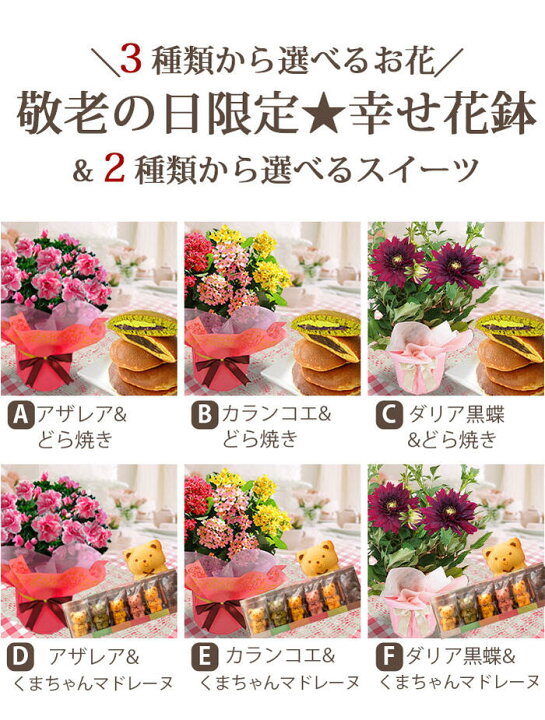 楽天市場 遅れてごめんね 敬老の日 ギフト 花 プレゼント お菓子 選べる3種類の鉢花 スイーツセット お届け中 地域限定 送料無料 花とスイーツ りんどう 鉢植え 花鉢 リンドウ 敬老の日プレゼント お花 祖父 祖母 おばあちゃん 21kr ハッピーガーデン