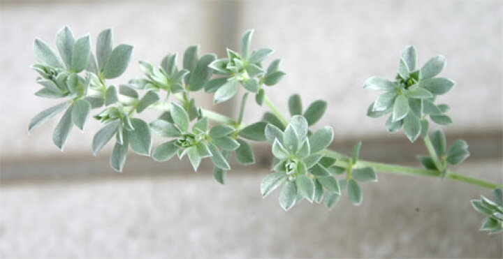 楽天市場 花苗 ロータス クレティクス 1鉢 2 5 3号 お届け中 Lotus Creticus 秋苗 冬苗 春苗 宿根草 多年草 カラーリーフ イングリッシュガーデン 鉢植え 庭植え ガーデニング 花壇 21aki ハッピーガーデン