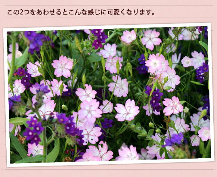 楽天市場 花苗 ビスカリア チェリーブロッサム 1鉢3号 お届け中 Biscaria 一年草 花苗 冬苗 冬苗 春苗 桃花 草丈中 イングリッシュガーデン 苗 鉢植え 庭植え ガーデニング 花壇 21aki ハッピーガーデン 楽天市場 花苗 ビスカリア チェリーブロッサム 1鉢3号 お届け中 Biscaria 一年草 花苗 冬苗 冬苗 春苗 桃花 草丈中 イングリッシュガーデン 苗 鉢植え 庭植え ガーデニング 花壇 21aki ハッピーガーデン