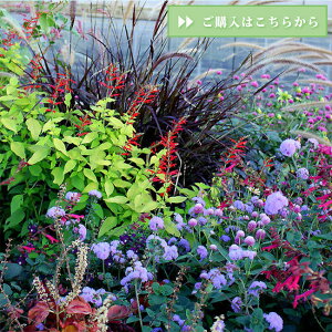 OX H yjZ^ p[v t@eOX 1 3.5O|bgy͂zPennisetum ϊN J[OX J[[t N A K[fjO ԕc G߂̕c c t