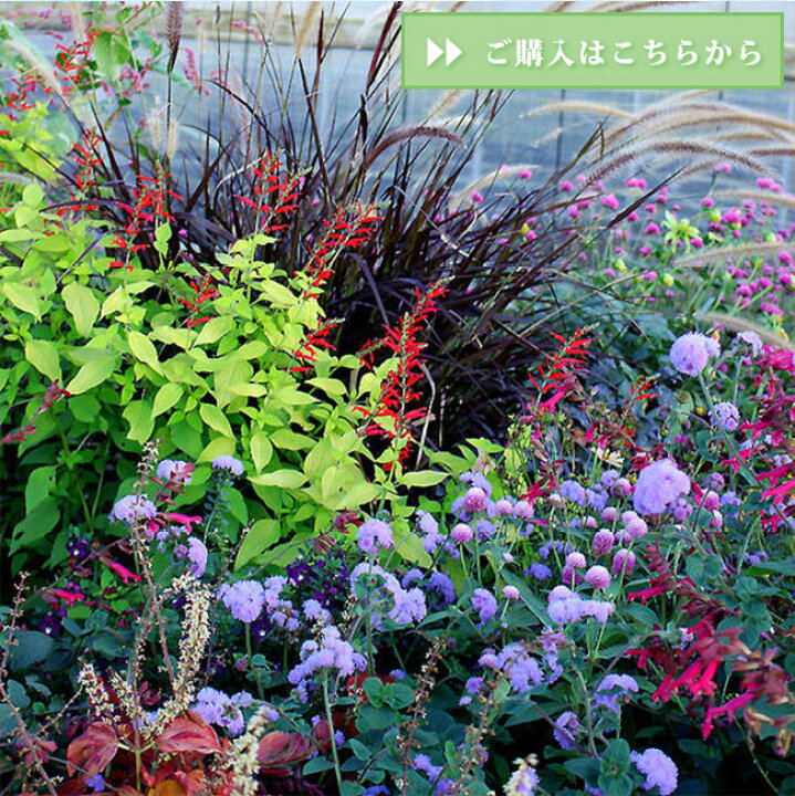楽天市場 グラス 花苗 夏 ペニセタム パープル ファンテングラス 1鉢 3 5号 ロング ポット お届け中 Pennisetum 半耐寒性多年草 カラーグラス カラーリーフ 一年草 庭植え ガーデニング 夏苗 季節の苗 苗物 ファウンテングラス ハッピーガーデン