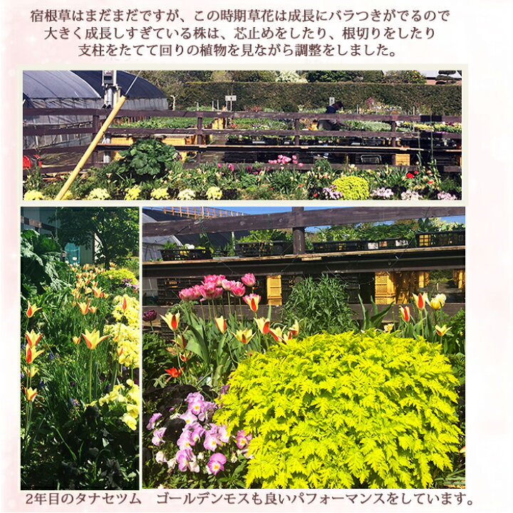 楽天市場 タナセツム ゴールデンモス 1鉢3 3 5号 お届け中 春苗 花苗 多年草 白花 除虫菊 イングリッシュガーデン 苗 鉢植え 庭植え ガーデニング 花壇 Tanacetum Parthenium Golden Moss ハッピーガーデン 楽天市場 タナセツム ゴールデンモス 1鉢3 3 5号 お届け中 春苗 花苗 多年草 白花 除虫菊 イングリッシュガーデン 苗 鉢植え 庭植え ガーデニング 花壇 Tanacetum Parthenium Golden Moss ハッピーガーデン