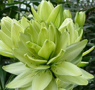 芽出し球根苗 八重咲き アジアンティック リリー ミステリードリーム 1球植え 1鉢 4〜4.5号ロング【お届…