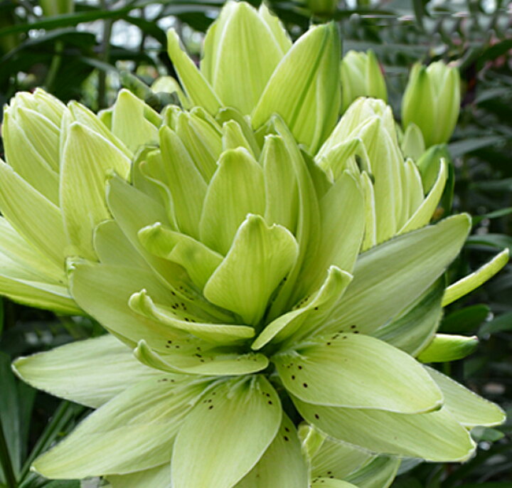 楽天市場 花苗 ユリ 八重咲きアジアンティック リリー ミステリードリーム ユリ 1鉢 2球植え 4号鉢lily Mystery Dream お届け中 ゆり 百合 ユリ 球根 鉢植え 庭植え 寄せ植え スーパーdeal15 ポイントバック ハッピーガーデン 楽天市場 花苗 ユリ 八重咲きアジアンティック リリー ミステリードリーム ユリ 1鉢 2球植え 4号鉢lily Mystery Dream お届け中 ゆり 百合 ユリ 球根 鉢植え 庭植え 寄せ植え スーパーdeal15 ポイントバック ハッピーガーデン