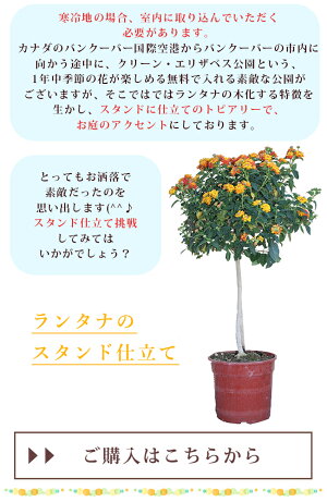 楽天市場 ガーデニング 秋冬苗 ランタナ ハッピーガーデン