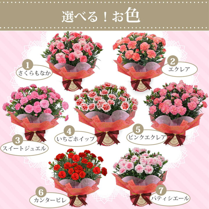 楽天市場 遅れてごめんね 最短発送 母の日 プレゼント 花 鉢植え カーネーション 鉢植え 選べる10種 5号 地域限定送料無料 ラッピング カード付き 特典付き 花鉢 鉢花 お花 同梱不可 プレゼント 花鉢 鉢花 お花 同梱不可 22mom ハッピーガーデン