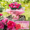 母の日 遅れてごめんね お花 ギフト 鉢花 花 カーネーション 鉢花 5号 鉢植え【お届け中 送料無料 同梱不可 ラッピン…