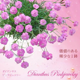 花苗 春苗 ダイアンサス ピンクジュエリー 1鉢 3～3.5号 【お届け中】 Dianthus Pinkjewelry ナデシコ なでしこ 春 夏 秋冬 苗 宿根草 桃花 草丈低 多年草 グランドカバー 鉢植え 庭植え 寄せ植え ガーデニング 花壇 春植え ハッピーガーデン HappyGarden 【2024SPR】