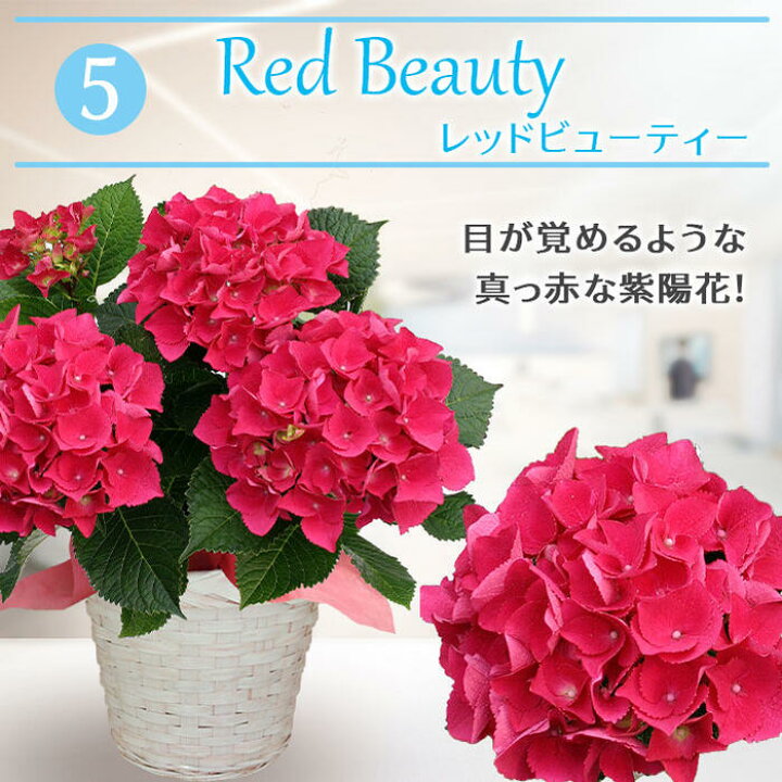 楽天市場 花 ギフト プレゼント 花 鉢植え 紫陽花 鉢植え あじさい 籠付きラッピング 4号鉢 お届け中 地域限定送料無料 母の日 鉢花 ギフト アジサイ 鉢植え母の日 花 お母さん 義母 母の日ギフト 西洋紫陽花 花鉢 贈り物 22mom ハッピーガーデン