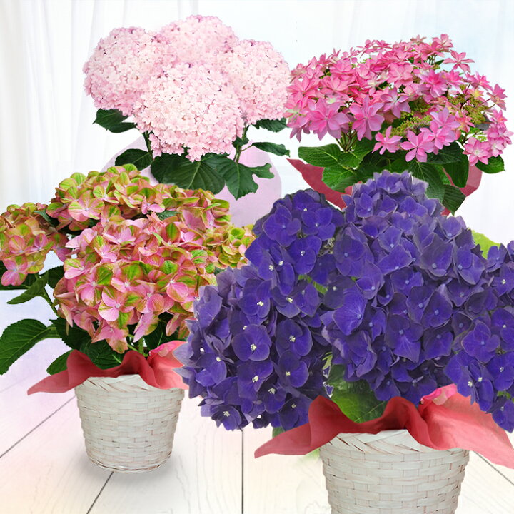 楽天市場 花ギフト プレゼント 花 鉢植え 選べる7品種 5号鉢 西洋紫陽花 特典付き 地域限定送料無料 母の日 ギフト 花 鉢植え プレゼント 鉢花 花鉢 お花 紫陽花 誕生日 お祝い フラワーギフト ハッピーガーデン