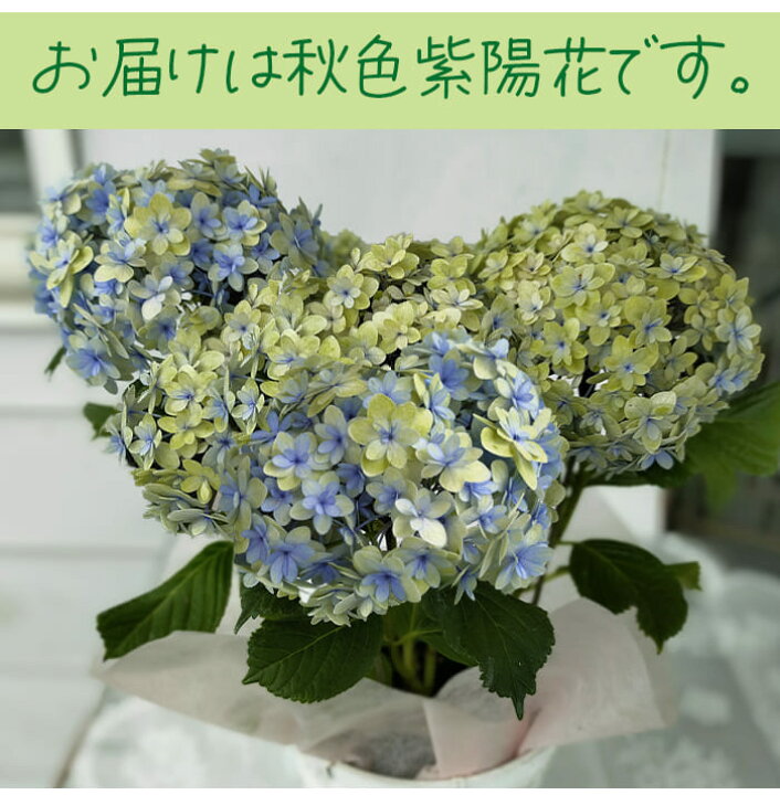 楽天市場 最短発送 花 鉢植え プレゼント 訳あり アンティーク紫陽花 選べる7色 5号 お届け中 地域限定送料無料 あじさい 鉢植え ギフト アジサイ 5号サイズ 誕生日 プレゼント 母 祖母 女性 お祝い 22fd ハッピーガーデン