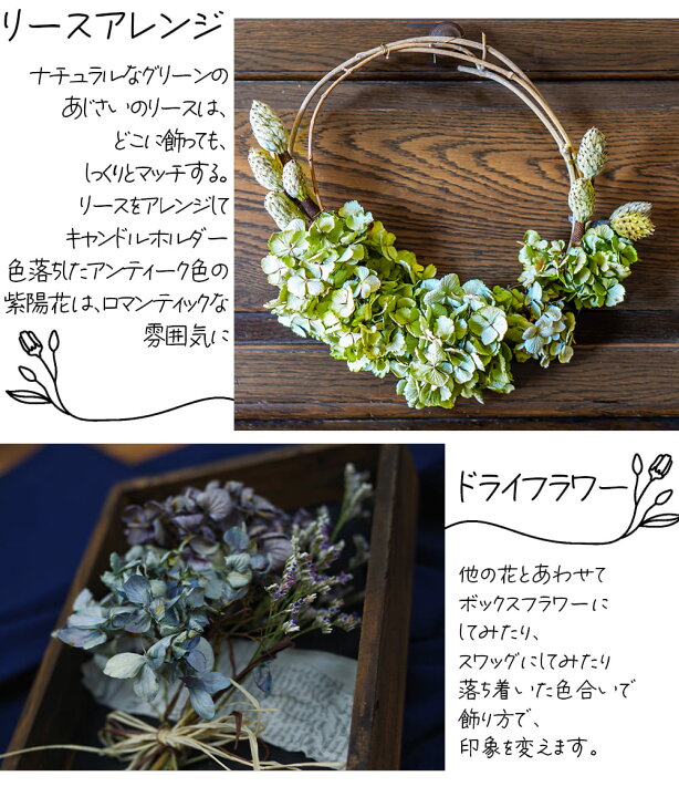 楽天市場】＼SALE中／鉢花 プレゼント 花 ギフト 鉢植え 珍しい 
