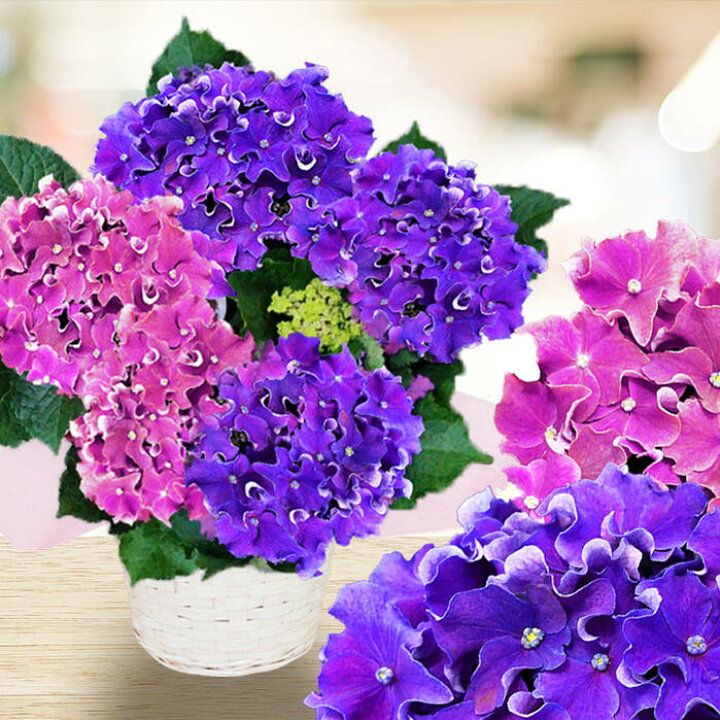 楽天市場 花 ギフト プレゼント 花 鉢植え 特選aクラス 珍しい 紫陽花 カーリースパークル2色植え アジサイ 鉢花 1鉢 籠付きラッピンク 地域限定送料無料 誕生日 お祝い 贈答 鉢花ギフト お母さん 母の日 限定フラワーギフト 花鉢 アジサイ 22mom ハッピーガーデン 楽天市場 花 ギフト プレゼント 花 鉢植え 特選aクラス 珍しい 紫陽花 カーリースパークル2色植え アジサイ 鉢花 1鉢 籠付きラッピンク 地域限定送料無料 誕生日 お祝い 贈答 鉢花ギフト お母さん 母の日 限定フラワーギフト 花鉢 アジサイ 22mom ハッピーガーデン