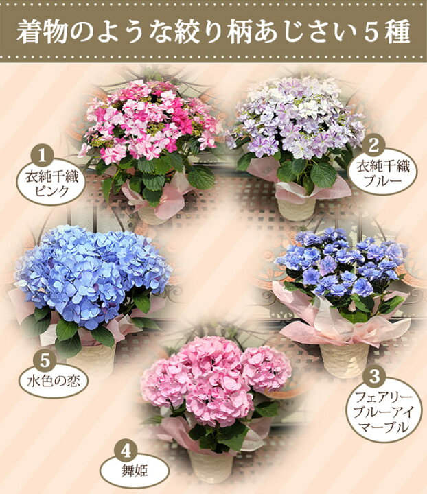 楽天市場】父の日 鉢花 プレゼント 花 ギフト 珍しい 絞り柄 あじさい  