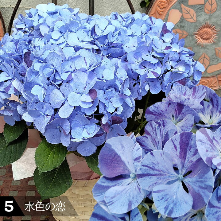 楽天市場】父の日 鉢花 プレゼント 花 ギフト 珍しい 絞り柄 あじさい  