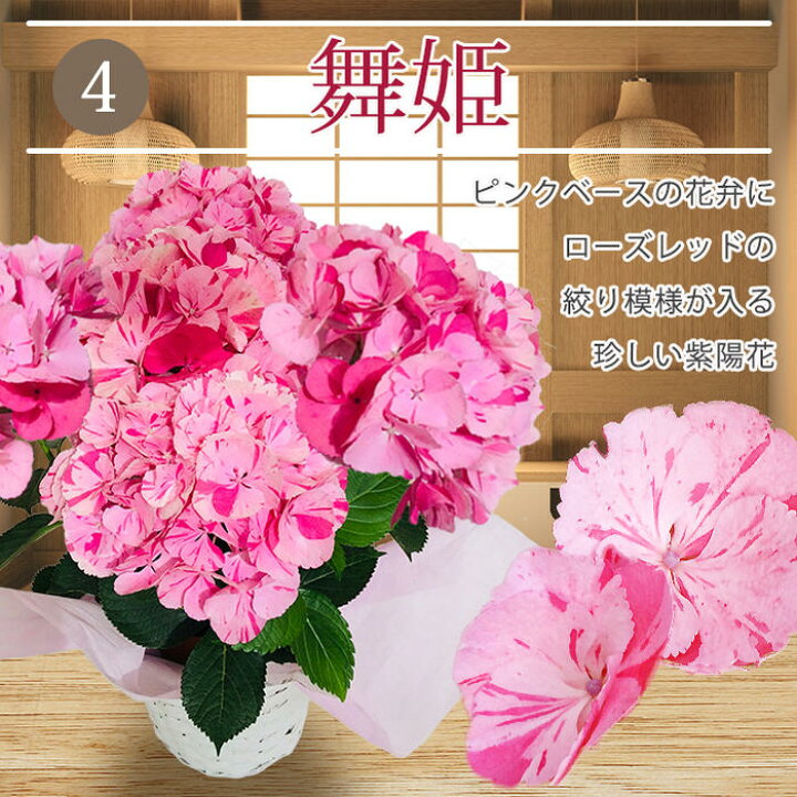 楽天市場 花 ギフトプレゼント 花 鉢植え 特選aクラス 珍しい 絞り柄 あじさい 籠付きラッピンク 選べる5種 鉢花 1鉢 地域限定送料無料 母の日 鉢花 ギフト 誕生日 お祝い 贈答 お母さん 母の日限定フラワーギフト Mother S Day アジサイ 紫陽花 22mom ハッピー