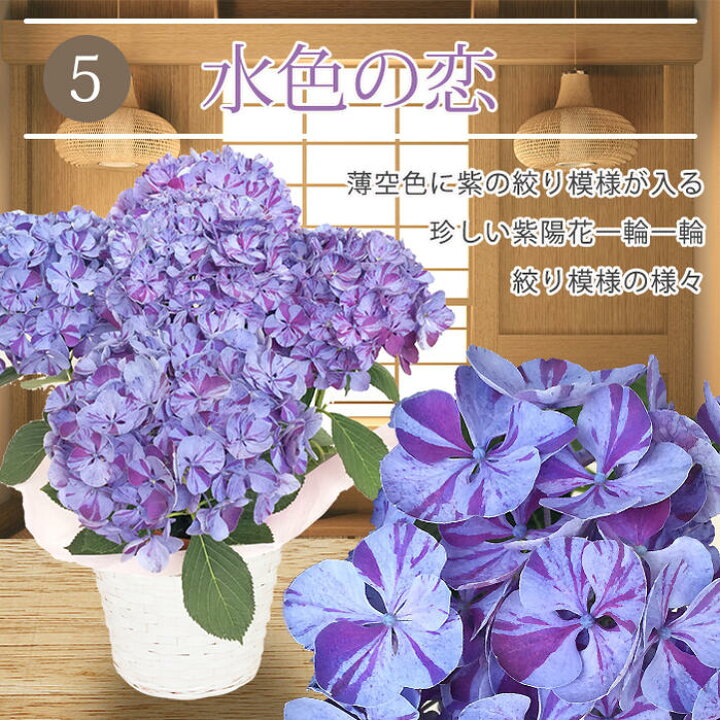 楽天市場 花 ギフトプレゼント 花 鉢植え 特選aクラス 珍しい 絞り柄 あじさい 籠付きラッピンク 選べる5種 鉢花 1鉢 地域限定送料無料 母の日 鉢花 ギフト 誕生日 お祝い 贈答 お母さん 母の日限定フラワーギフト Mother S Day アジサイ 紫陽花 22mom ハッピー