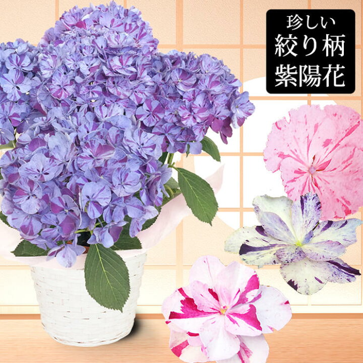 楽天市場 花 ギフトプレゼント 花 鉢植え 特選aクラス 珍しい 絞り柄 あじさい 籠付きラッピンク 選べる5種 鉢花 1鉢 地域限定送料無料 母の日 鉢花 ギフト 誕生日 お祝い 贈答 お母さん 母の日限定フラワーギフト Mother S Day アジサイ 紫陽花 22mom ハッピー