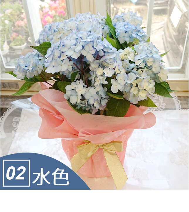 楽天市場 鉢花 ギフト ヤマアジサイ 山紫陽花 1鉢5号 選べる6種 お届け中 ガクアジサイ 額紫陽花 あじさい 紫陽花 アジサイ 鉢植え 鉢花 花鉢 アジサイ 紫陽花 ギフト プレゼント お花 贈り物 送料無料 一部地域除く 同梱不可 ハッピーガーデン