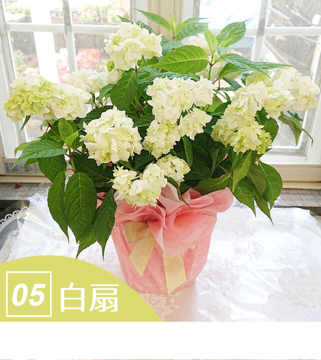 楽天市場 鉢花 ギフト ヤマアジサイ 山紫陽花 1鉢5号 選べる6種 お届け中 ガクアジサイ 額紫陽花 あじさい 紫陽花 アジサイ 鉢植え 鉢花 花鉢 アジサイ 紫陽花 ギフト プレゼント お花 贈り物 送料無料 一部地域除く 同梱不可 ハッピーガーデン