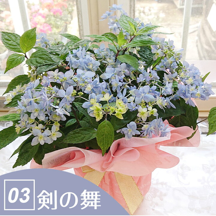 楽天市場 鉢花 ギフト ヤマアジサイ 山紫陽花 1鉢5号 選べる6種 お届け中 ガクアジサイ 額紫陽花 あじさい 紫陽花 アジサイ 鉢植え 鉢花 花鉢 アジサイ 紫陽花 ギフト プレゼント お花 贈り物 送料無料 一部地域除く 同梱不可 ハッピーガーデン