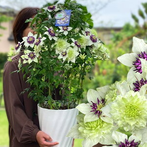 ��̓� ���� ���� �v���[���g �� ���� ��֔��d�炫 �N���}�`�X �r�G�l�b�^ 2�킩��I�ׂ� 5�`8�� ���A���y��s�\�� ��̓� ����5/5~5/10 ���������zClematis Viennetta �h���� ���B�G�l�b�^ �鐫 