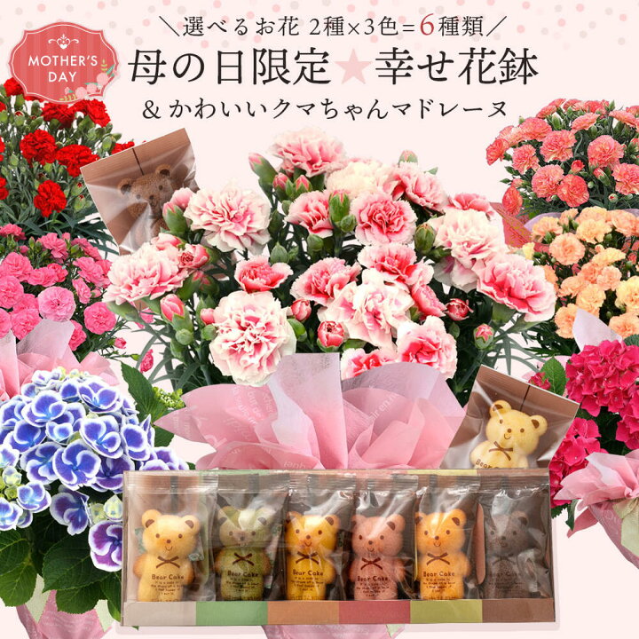 楽天市場 母の日 カーネーション 鉢植え 花とスイーツ 選べる鉢花 6種 カーネーション あじさい クマちゃんマドレーヌ 遅れてごめんね母の日 順次発送 地域限定 送料無料 同梱不可 ギフト アジサイ 紫陽花 鉢花 お菓子 かわいい 熊 くま マドレーヌ 動物 ハッピー